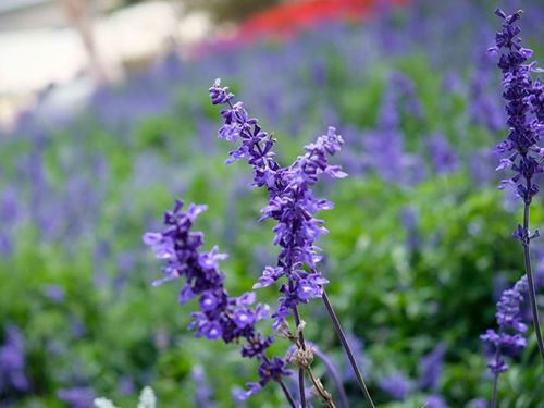 4 Most Beautiful Lavender Flower Fields in Dalat