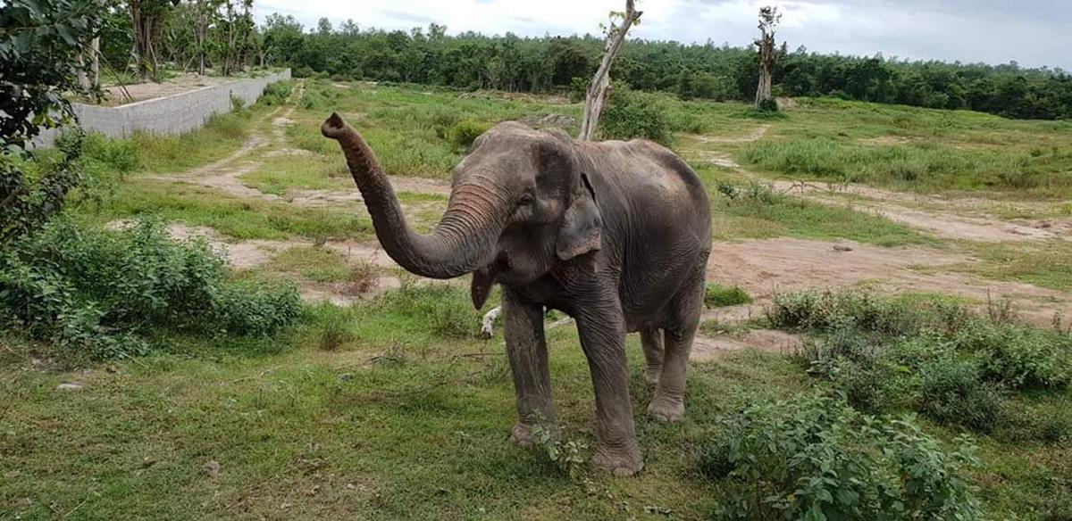 Elephant Care Day at Wildlife Friends Foundation