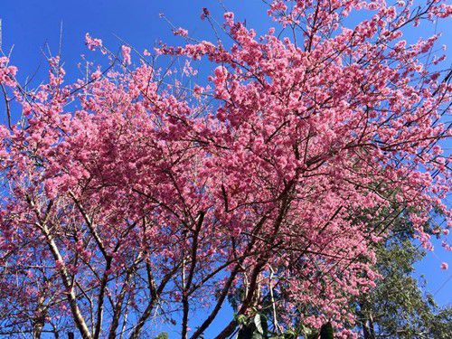 Cherry Blossom in Dalat