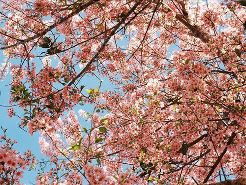 Cherry Blossom in Dalat 
