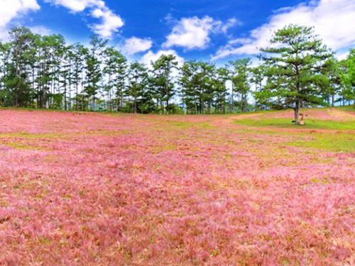 Pink Grass Hill