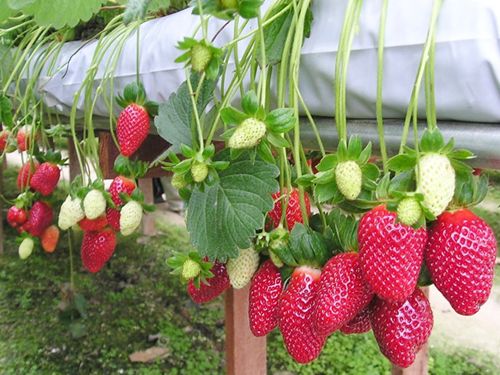 Strawberry Gardens in Dalat