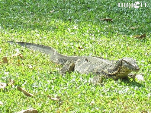 Lizard at Lumpini Park in Bangkok