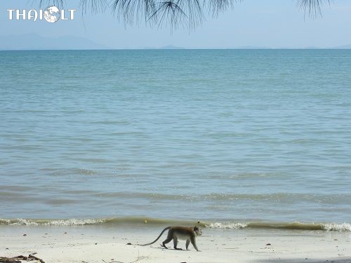 Monkey Beach Penang National Park (Teluk Duyung)