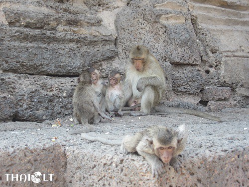 Monkeys of Lopburi