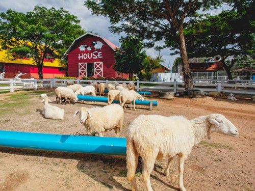 Pattaya Sheep Farm