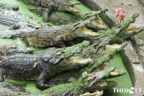 Samut Prakan Crocodile Farm