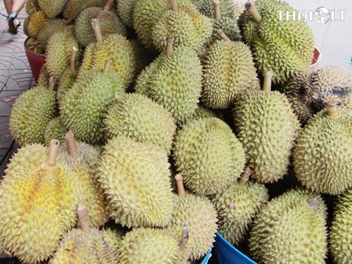 Durian or Tu-Rian 